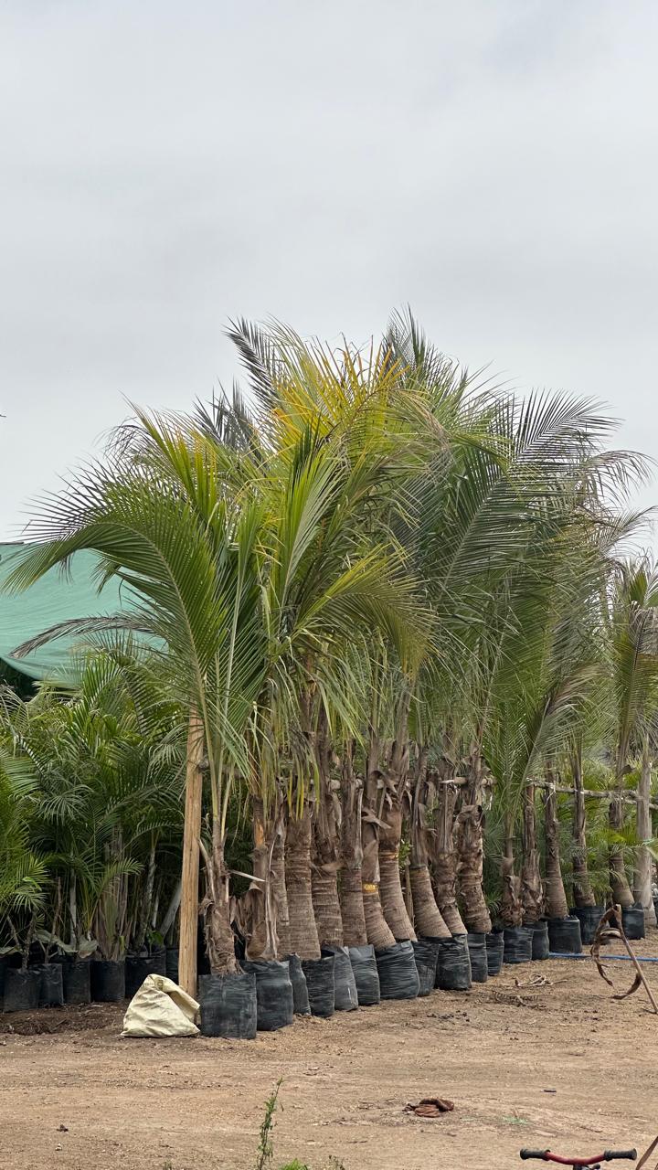 WhatsApp Image 2025-11-27 at 11.24.11 AM